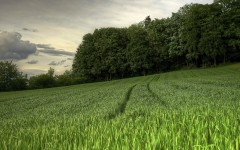 Desktop wallpaper. Nature. ID:55803