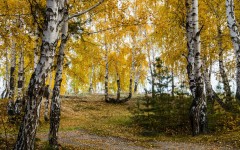 Desktop wallpaper. Nature. ID:55806