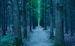 Desktop image. Nature. ID:55809