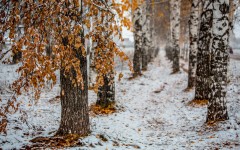 Desktop wallpaper. Nature. ID:56258