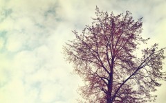 Desktop wallpaper. Nature. ID:56738