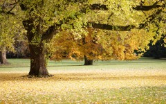 Desktop wallpaper. Nature. ID:56746