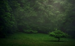 Desktop wallpaper. Nature. ID:56748