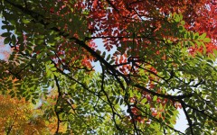 Desktop wallpaper. Nature. ID:56802