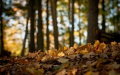 Desktop wallpaper. Nature. ID:56807