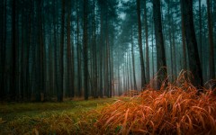 Desktop wallpaper. Nature. ID:56825