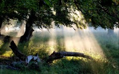 Desktop wallpaper. Nature. ID:56832
