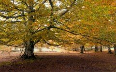 Desktop wallpaper. Nature. ID:56872