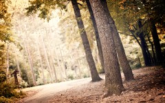 Desktop wallpaper. Nature. ID:56903