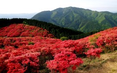 Desktop wallpaper. Nature. ID:57265