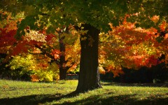Desktop wallpaper. Nature. ID:57300