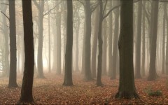 Desktop wallpaper. Nature. ID:57316