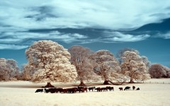 Desktop wallpaper. Nature. ID:57350