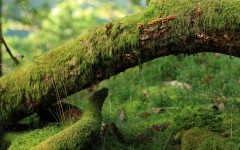 Desktop wallpaper. Nature. ID:57389