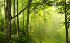 Desktop wallpaper. Nature. ID:57509