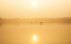 Desktop image. Nature. ID:61770