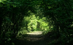 Desktop wallpaper. Nature. ID:61823