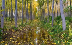 Desktop wallpaper. Nature. ID:61948