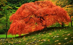 Desktop wallpaper. Nature. ID:61979