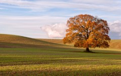 Desktop wallpaper. Nature. ID:62053