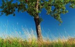 Desktop wallpaper. Nature. ID:62061