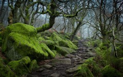 Desktop wallpaper. Nature. ID:62070
