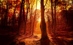 Desktop wallpaper. Nature. ID:62108