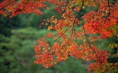 Desktop wallpaper. Nature. ID:62270
