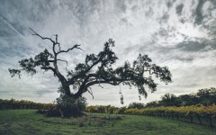 Desktop wallpaper. Nature. ID:62763
