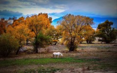 Desktop wallpaper. Nature. ID:62777
