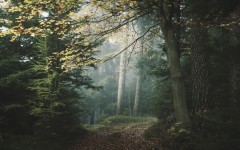 Desktop wallpaper. Nature. ID:62903