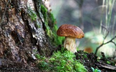 Desktop wallpaper. Nature. ID:62907
