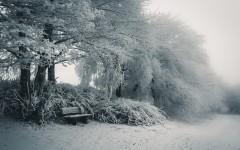 Desktop wallpaper. Nature. ID:63050