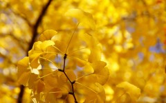 Desktop wallpaper. Nature. ID:63071