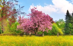 Desktop wallpaper. Nature. ID:63362