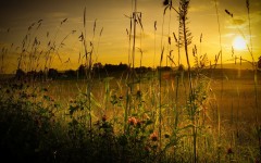 Desktop wallpaper. Nature. ID:63364