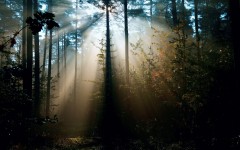 Desktop wallpaper. Nature. ID:63416