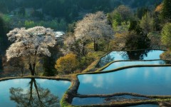 Desktop wallpaper. Nature. ID:63421