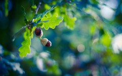 Desktop image. Nature. ID:67643