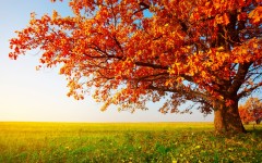 Desktop wallpaper. Nature. ID:63476