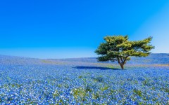Desktop wallpaper. Nature. ID:63556