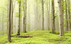 Desktop wallpaper. Nature. ID:66685