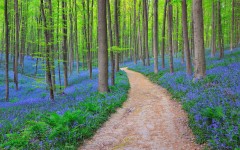 Desktop wallpaper. Nature. ID:66695
