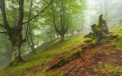 Desktop wallpaper. Nature. ID:66740