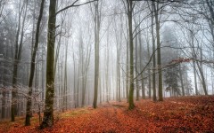 Desktop wallpaper. Nature. ID:66741