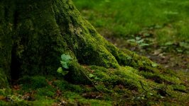 Desktop wallpaper. Nature. ID:94112