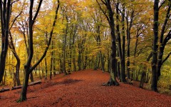 Desktop wallpaper. Nature. ID:66758