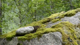 Desktop wallpaper. Nature. ID:94110