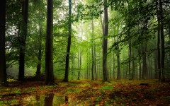 Desktop wallpaper. Nature. ID:66775