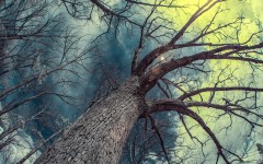 Desktop wallpaper. Nature. ID:66801